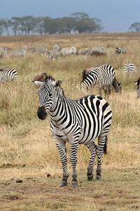 Zebras