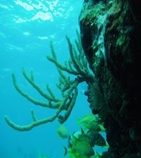 Coral Reef Ecosystems