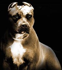 American Staffordshire Terrier