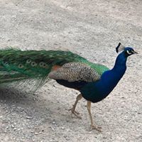 Atholl Estates and Blair Castle