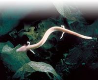 POSTONJSKA JAMA JE NAŠA!!!