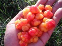 I LOVE SALMON BERRIES