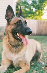 Belgian Malinois
