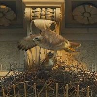 The Legend of Pale Male