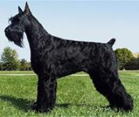 Giant Schnauzer
