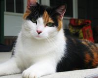 Calico Cats