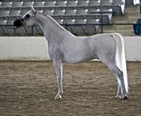 Arabian Horse