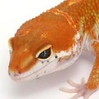 Leopard Gecko