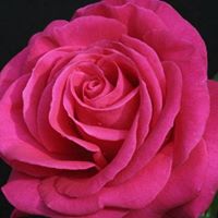 Portland Rose Festival