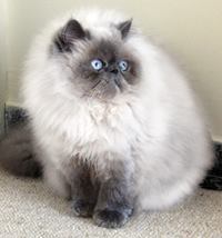 Himalayan Cat