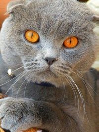 Scottish Fold & British Shorthair