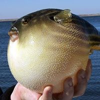 Puffer Fish