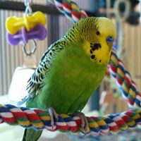 Disco the Parakeet