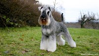 Miniature Schnauzers