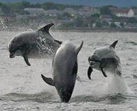 Moray Firth Bottlenose Dolphins