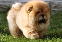 Chow Chow