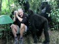 Touched by a Mountain Gorilla.