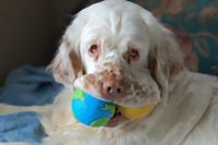 Clumber Spaniels