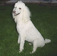 Poodle