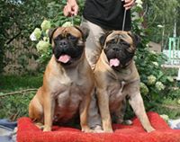 Bullmastiff