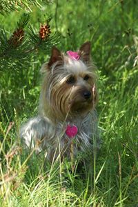 Silky Terrier