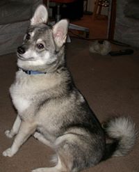 Alaskan Klee Kai