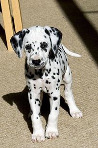 Dalmation