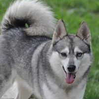Aliak Kennels, LLC- Alaskan Klee Kai
