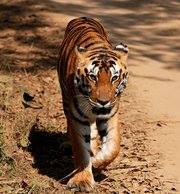 Kanha Tiger Reserve India