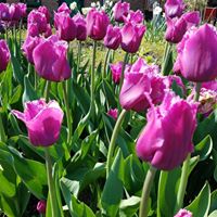 Nelis' Dutch Village