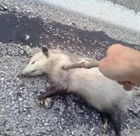 Poking Dead Things With a Stick