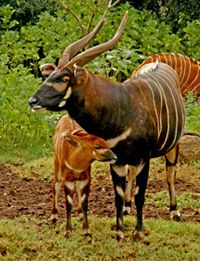 Mt. Kenya Wildlife Conservancy