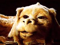 Falcor