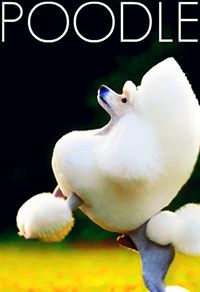 Poodle