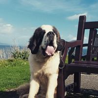 St. Bernard Dogs