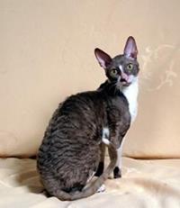 Cornish Rex