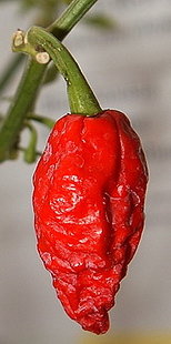 Bhut Jolokia 'Ghost Chili Pepper'