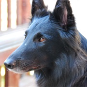 Belgian Shepherd Dog (Groenendael)