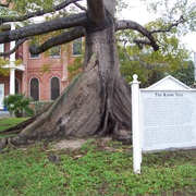 Kapok Tree, Key West