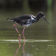 Black Stilt