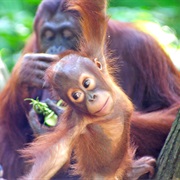 Sepilok Orangutan &amp; Bear Rehab Centre, Borneo