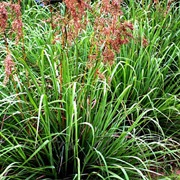 Cochin Grass (Cymbopogon Flexuosus)