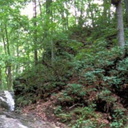 Salamonie River State Forest, Indiana