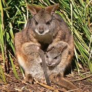 Parma Wallaby