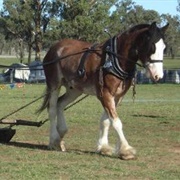 Australian Draught
