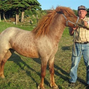 Newfoundland Pony