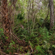 Fakahatchee Strand Preserve State Park, Florida