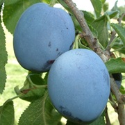 Italian Prune