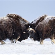 Dovrefjell–Sunndalsfjella National Park, Norway
