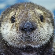 Visiting Alaska Sea Life Centre